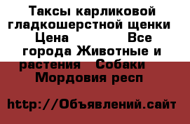 Таксы карликовой гладкошерстной щенки › Цена ­ 20 000 - Все города Животные и растения » Собаки   . Мордовия респ.